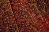 Backlit Autumn Leaf Closeup_51594